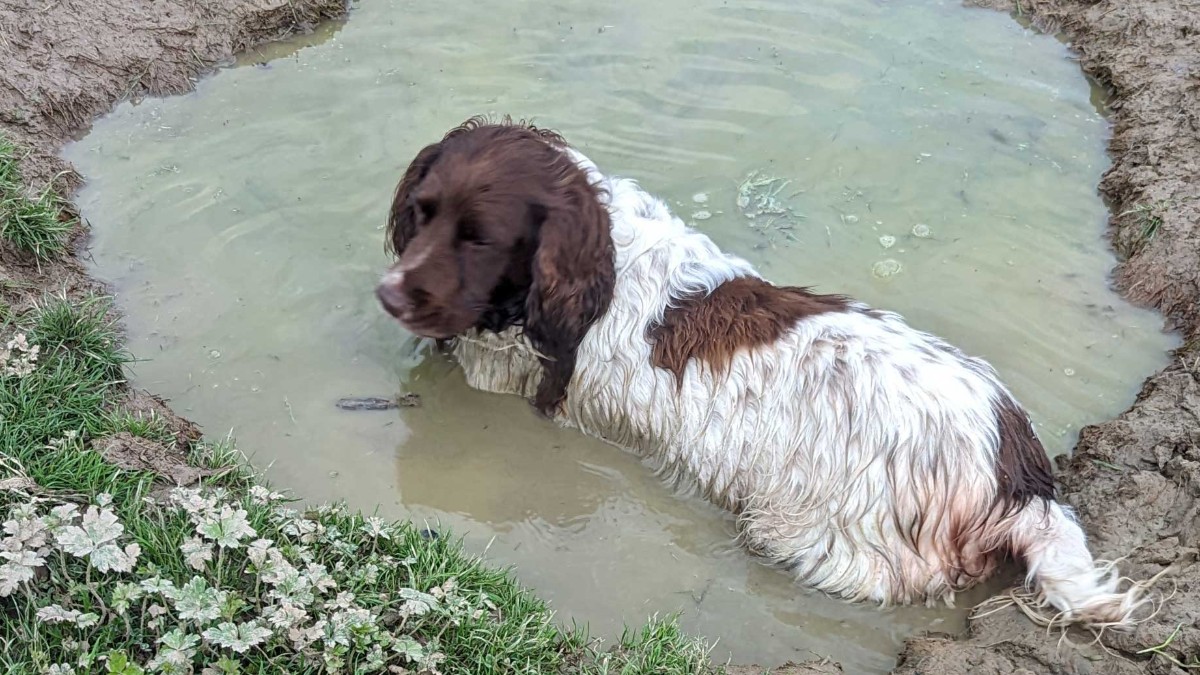 Memorial cover photo for Dexter